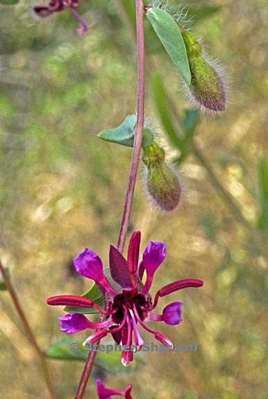 clarkia unguiculata 3 graphic